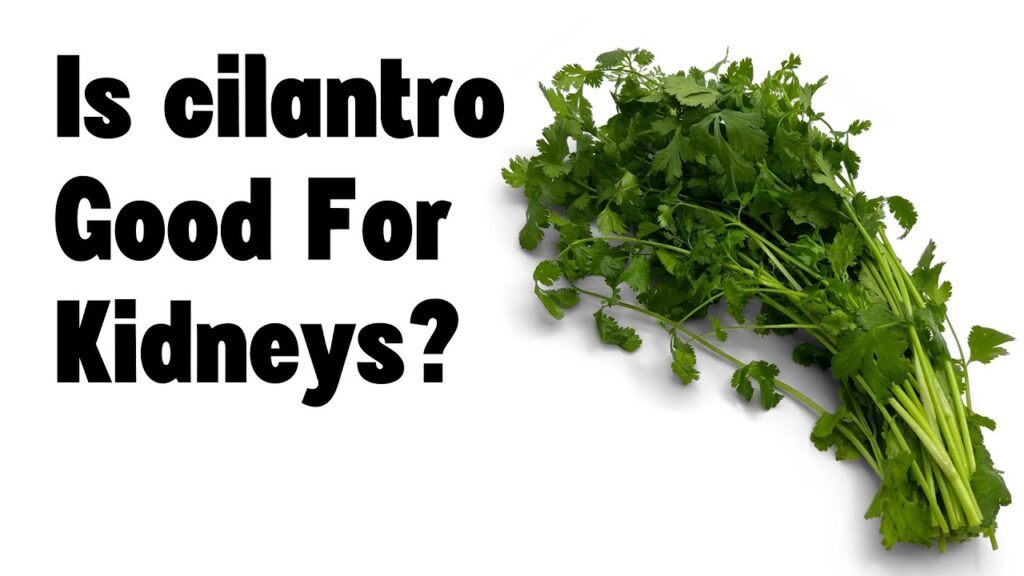 Is cilantro good for kidneys?